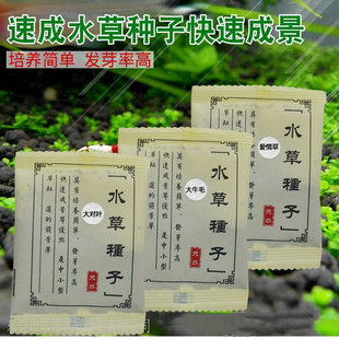 水草种子大小牛毛草种子对叶草种子矮珍珠种子鱼缸造景草坪种子