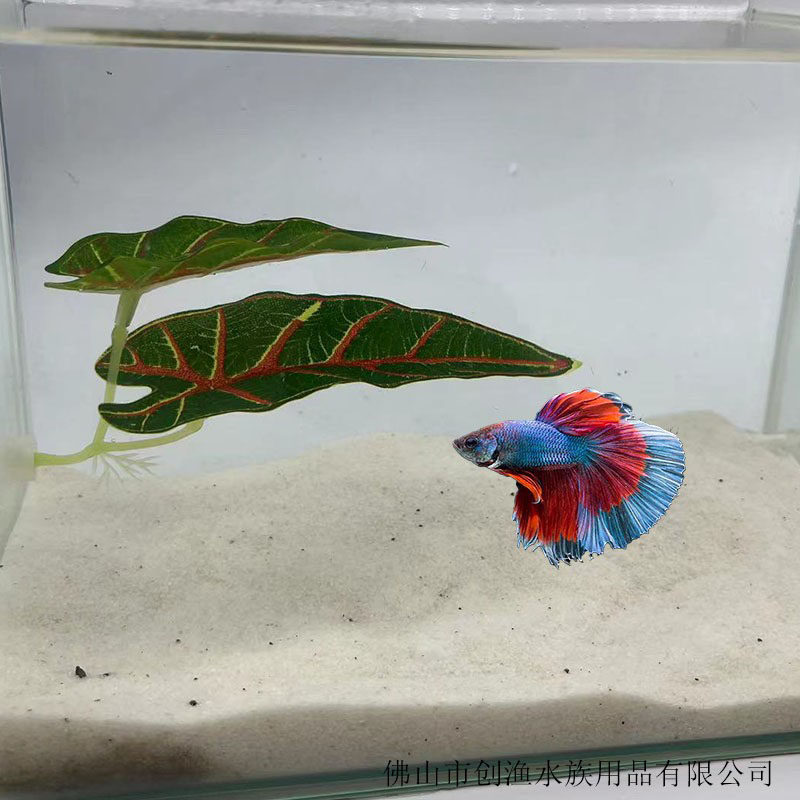 水族宠物装饰仿真观赏水草鱼缸造景人造仿真斗鱼叶子休息叶产卵叶