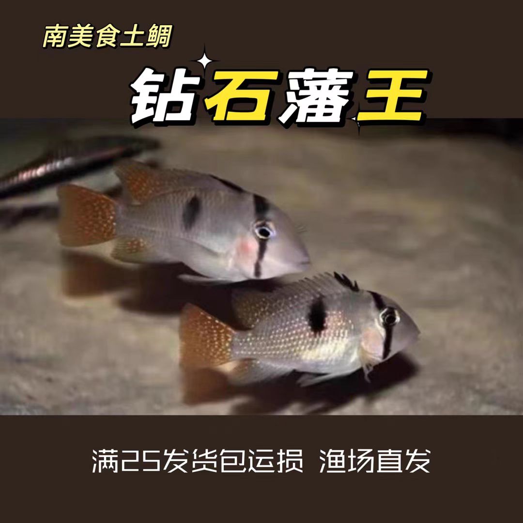 钻石藩王鱼南美食土鲷观赏鱼