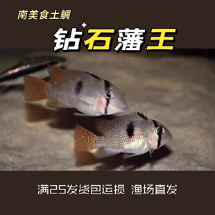 钻石藩王鱼南美食土鲷观赏鱼