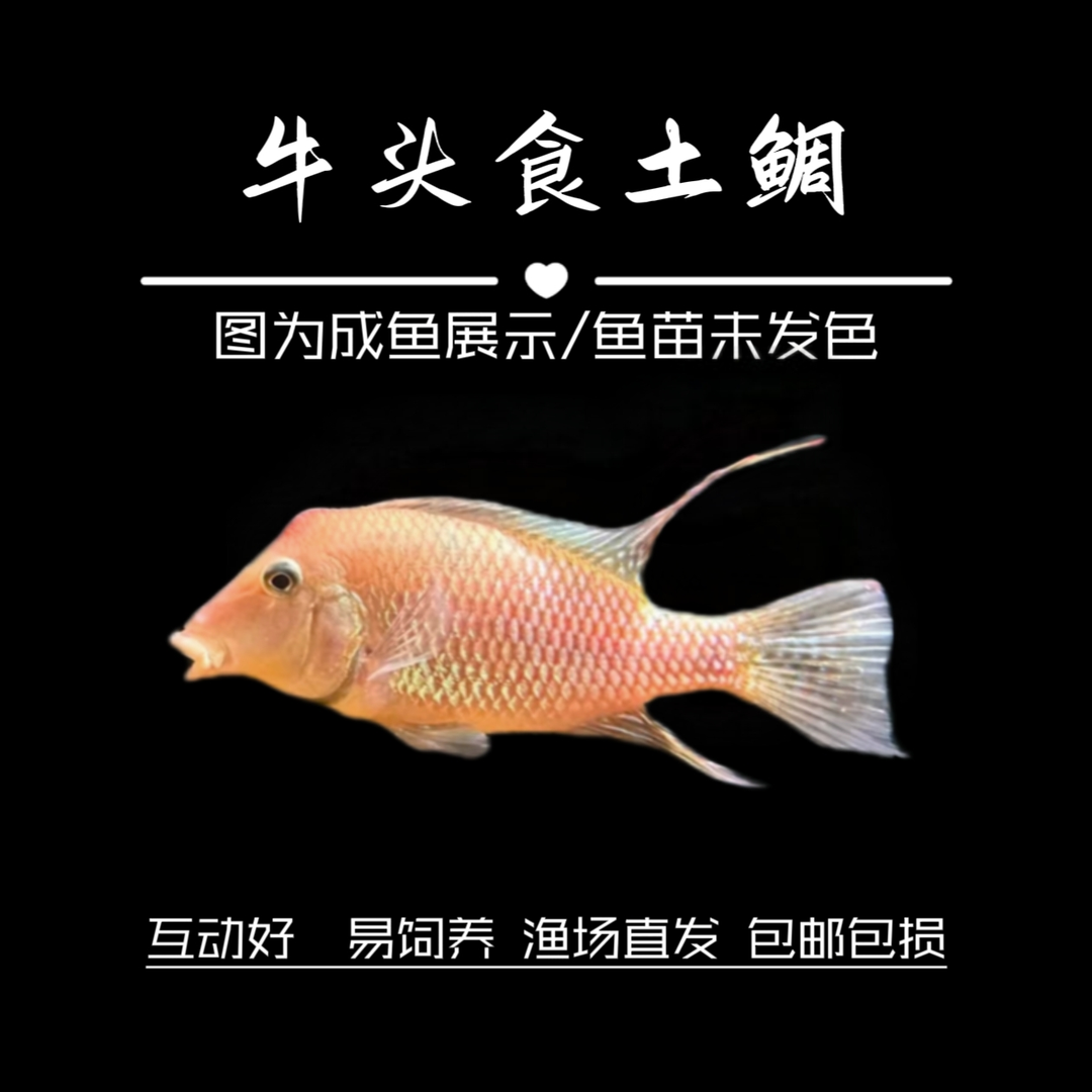 牛头食土鲷  南美热带鱼