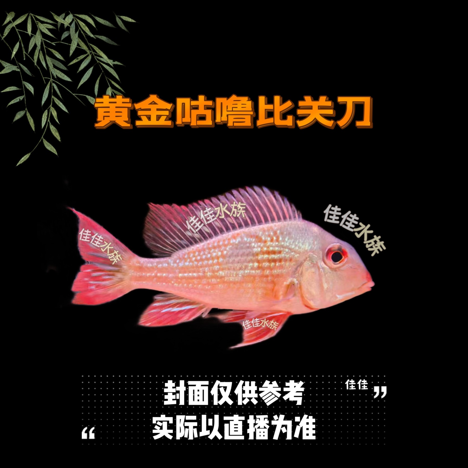 【稀有食土鲷】黄金咕噜比关刀  热带鱼