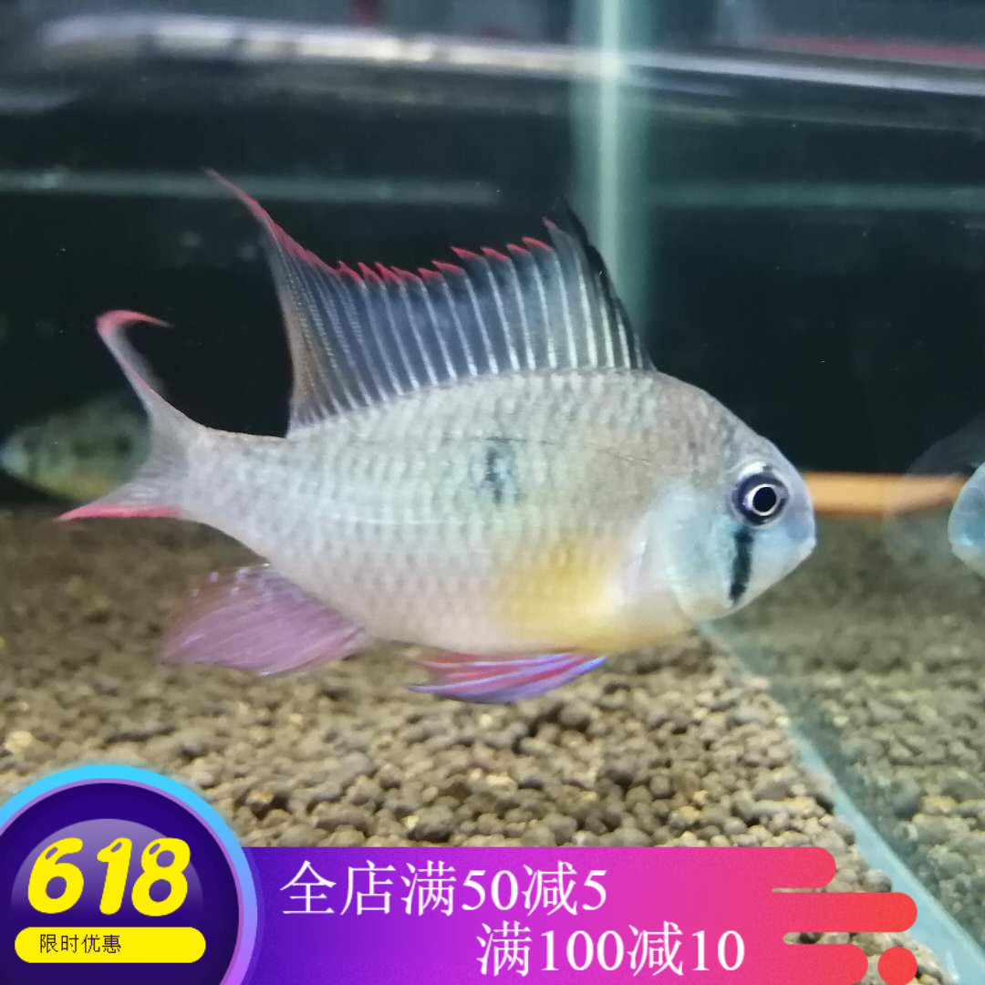 南美短鲷品牌精品汇聚 价格大全移动版 最宠网