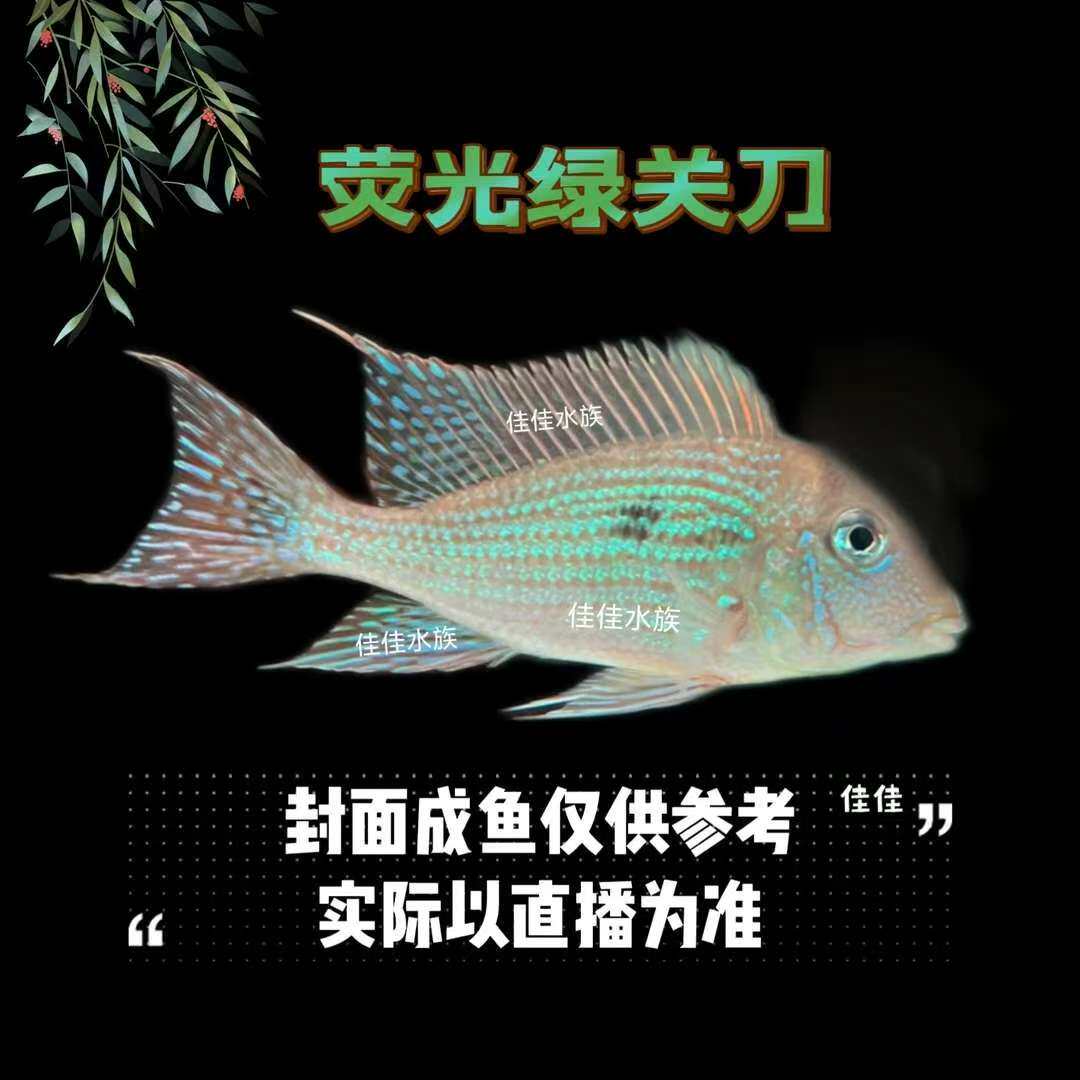 【稀有食土鲷】安普娜荧光绿关刀 热带鱼