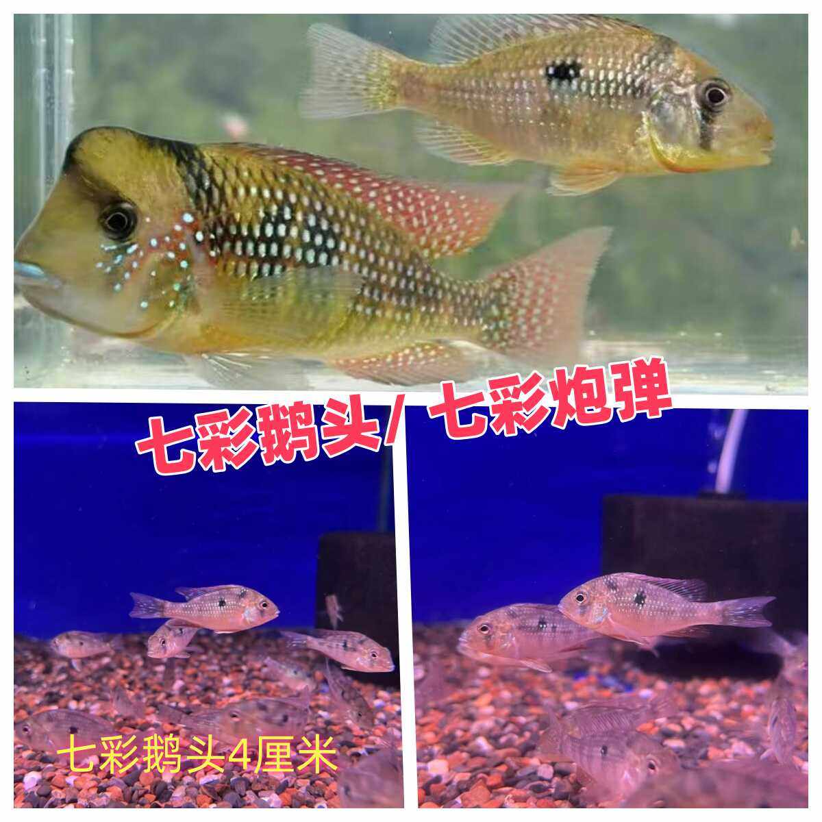 七彩鹅头七彩炮弹稀有高端南美食土鲷 观赏鱼
