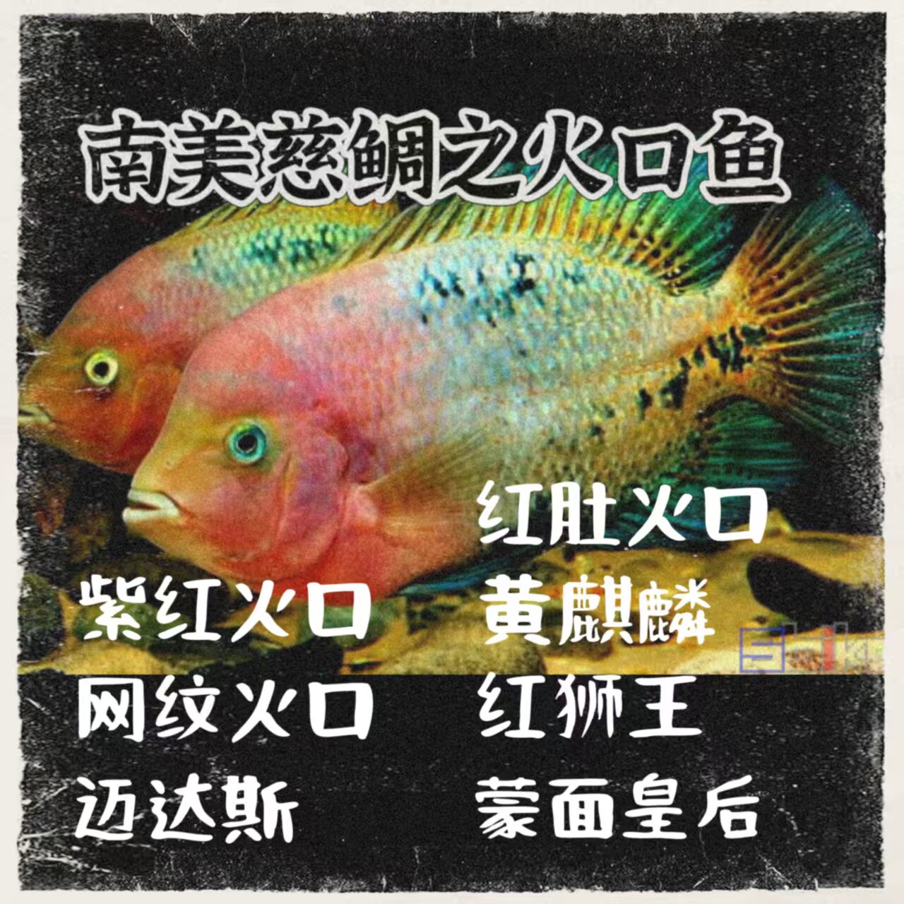 大型南美慈鲷红苹果紫红火口网纹火口红肚火口淡水观赏鱼美鲷