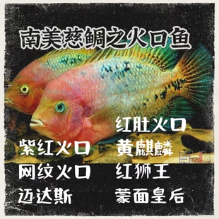 大型南美慈鲷红苹果紫红火口网纹火口红肚火口淡水观赏鱼美鲷