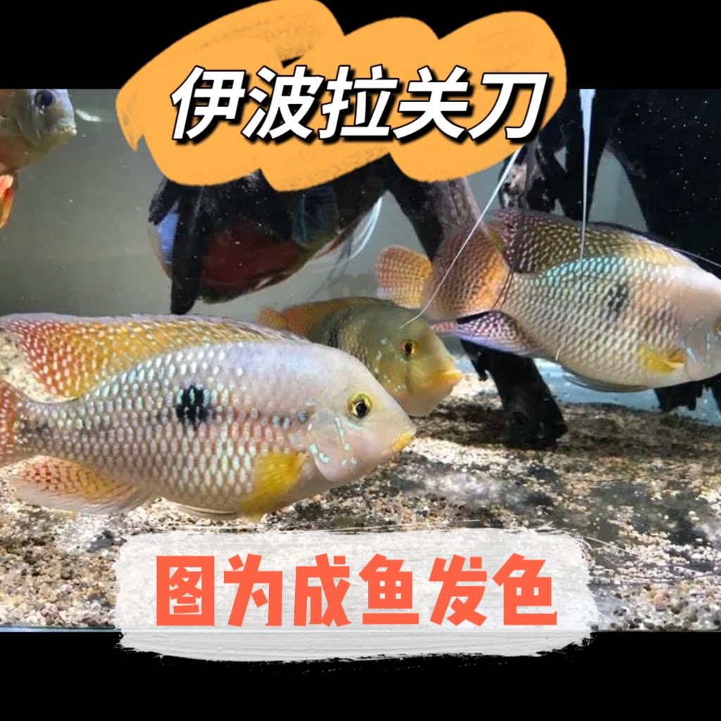 伊波拉关刀 南美食土鲷 好养易活
