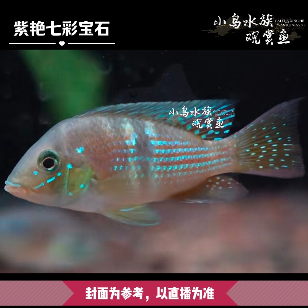 【稀有食土鲷】紫艳七彩宝石 热带鱼南美