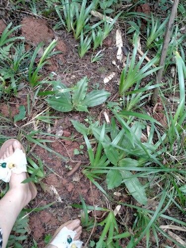 四川新鲜鸡肾草双肾参鸡肾参肾精草双肾草整棵500克包邮可种植