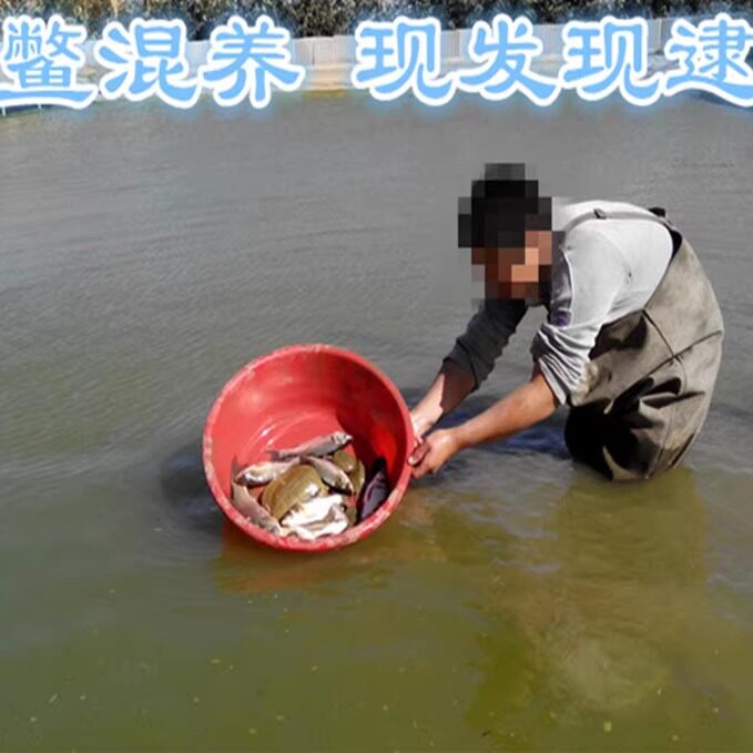 生态甲鱼外塘放养中华鳖水鱼团鱼鲜活水产三年龄老鳖一斤包活活体