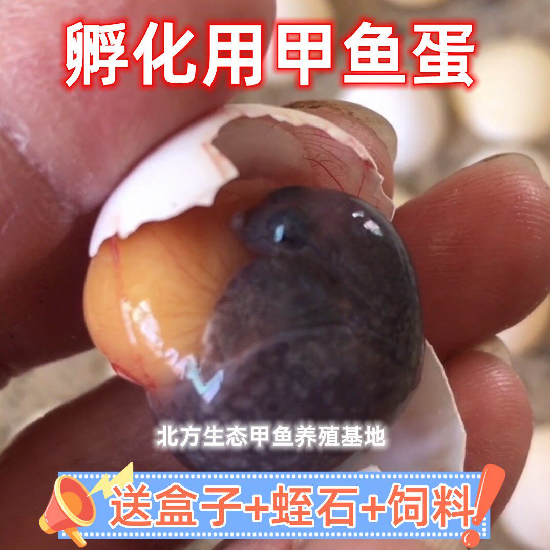 受精甲鱼蛋中华鳖蛋可孵化蛋种蛋卵乌龟水鱼蛋团鱼蛋活体宠物繁殖