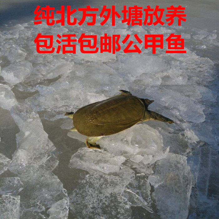 甲鱼水产老鳖中华鳖活体食用鲜活