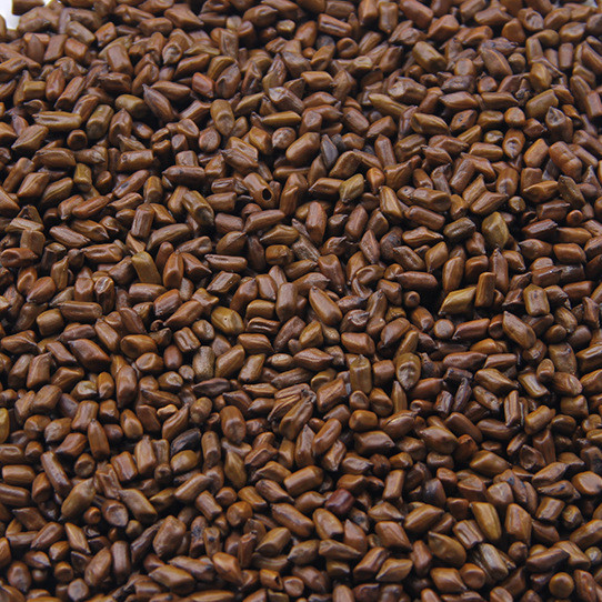决明子熟决明子茶炒茶枕芯花草茶