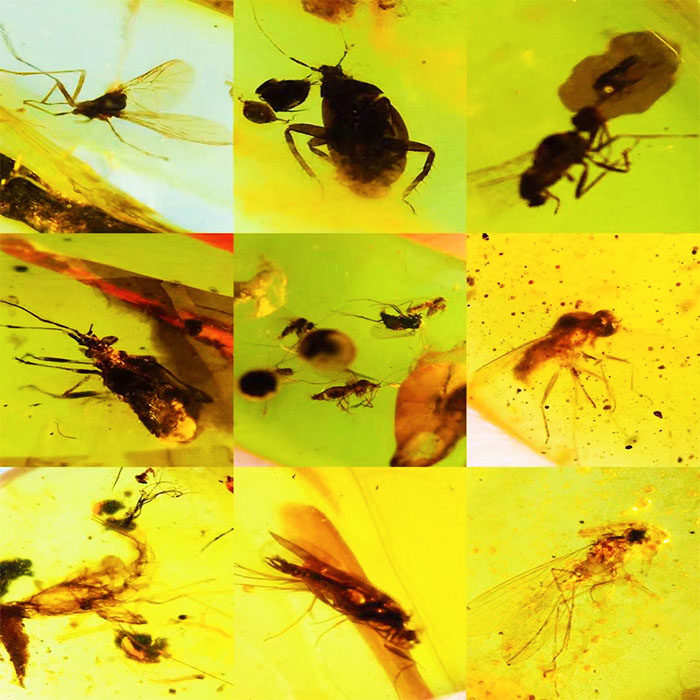 天然缅甸琥珀精修戒面虫珀昆虫动物微观世界史前生物