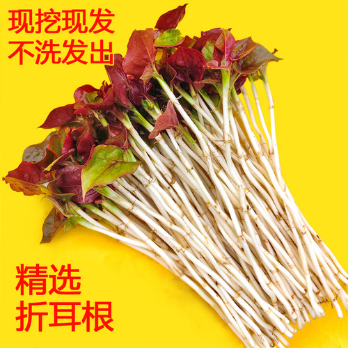 峨眉山新鲜折耳根现挖现发