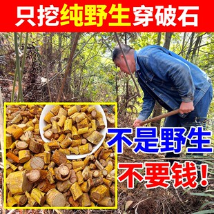 野生穿破石中药材无硫干货 正宗穿破石人字草中药川破石根三金汤