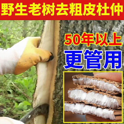 野生老树杜仲已去粗皮发汗