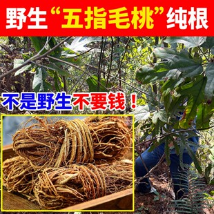 纯野生五指毛桃中药材正宗野生五指毛桃根中段/片土茯苓煲汤材料