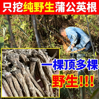 野生蒲公英根炒熟蒲公英根