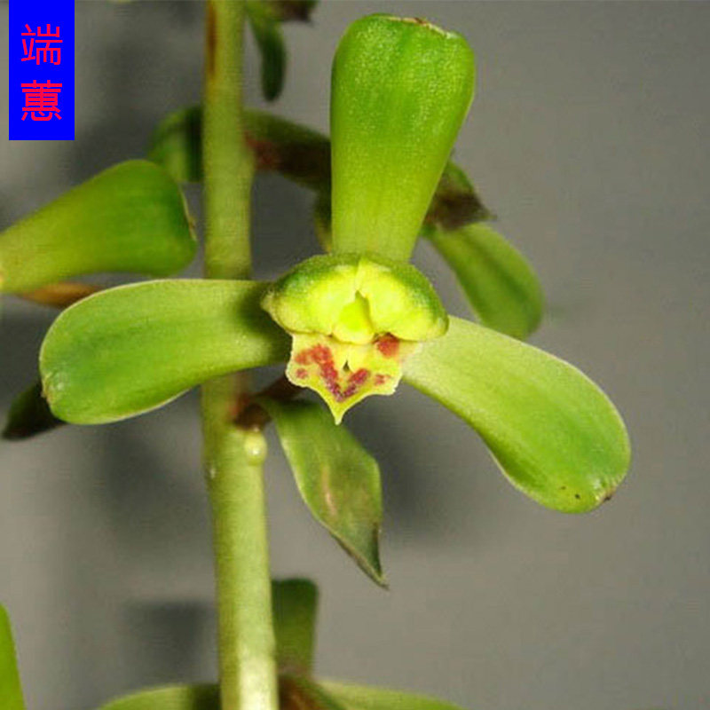 蕙兰浓香型客厅好养活绿植盆栽