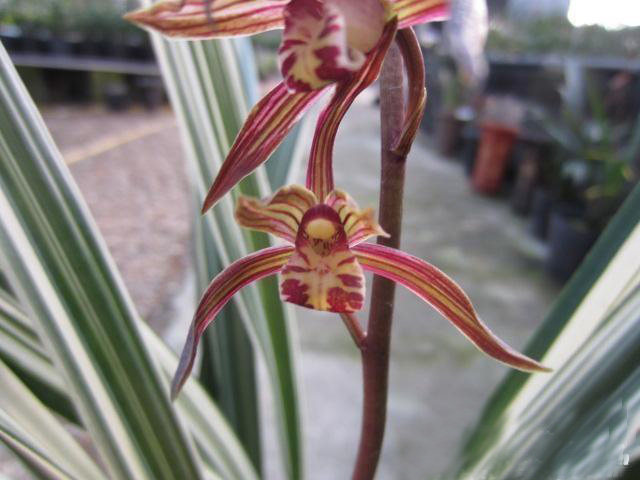 百家兰墨兰松鹤图传统老品种兰花苗叶艺雪白 带花苞浓香盆栽绿植