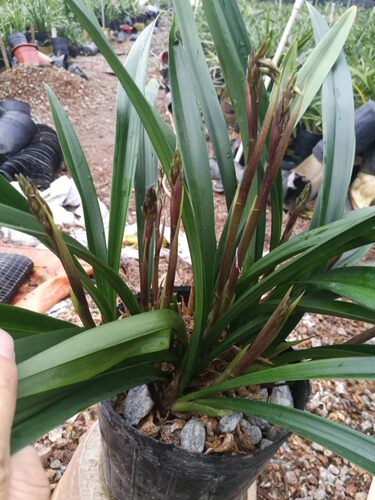 盆栽花卉中等小巧报岁兰包邮