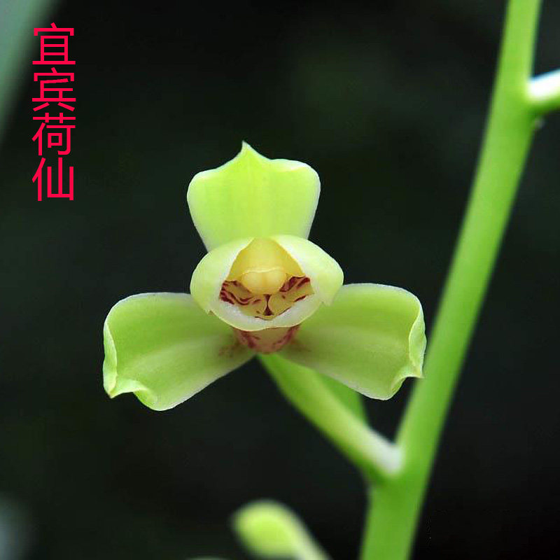 兰花苗建兰四季兰宜宾荷仙水仙瓣花苞端庄秀丽花卉绿植盆栽