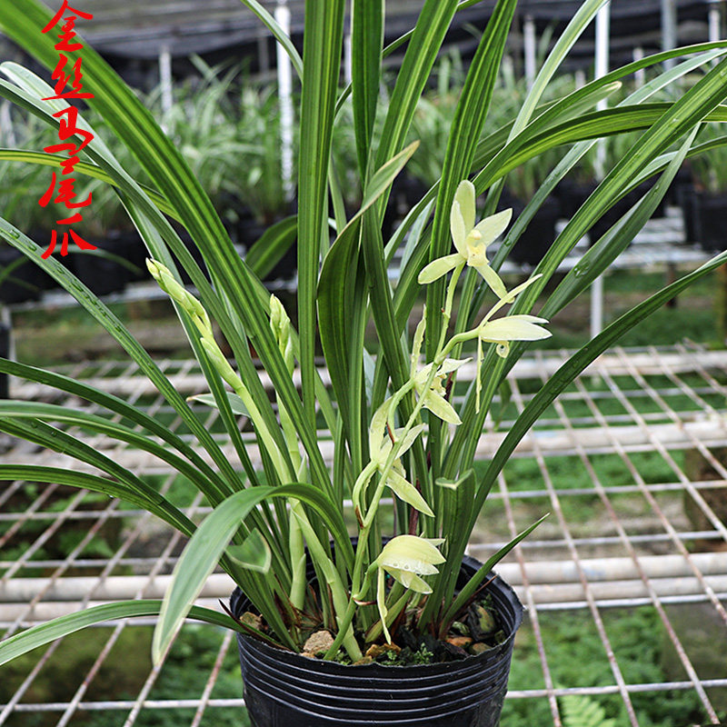 百家兰四季兰建兰金丝马尾爪兰花苗花苞浓香室内花卉植物盆栽好养