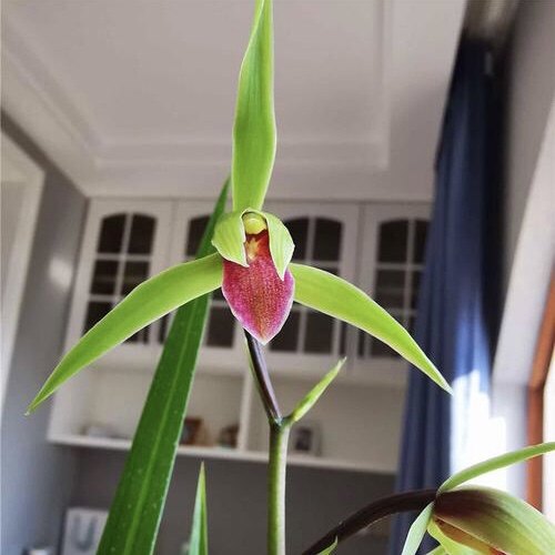 寒兰立细叶雪中红时令草本花卉兰花庭院盆栽月季绿植花苗盆栽花卉