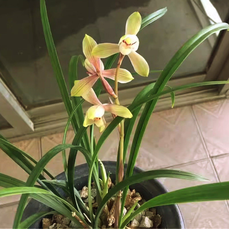 市长红与春兰宋梅杂交品种红宋梅开花香味十足非常容易养新手推荐