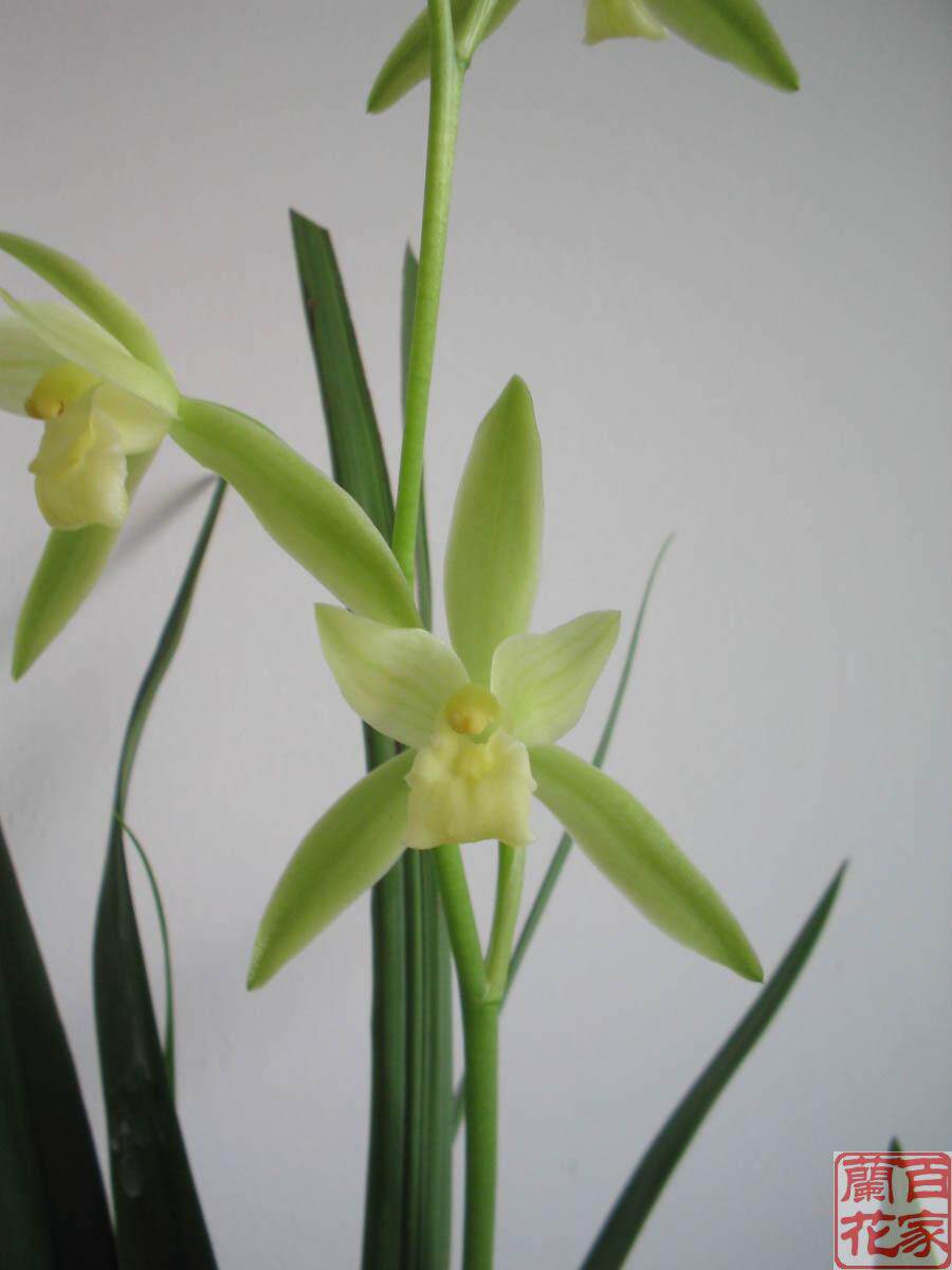 四季兰建兰传统素心铭品铁骨素兰花苗开花浓香盆栽绿植花卉包邮