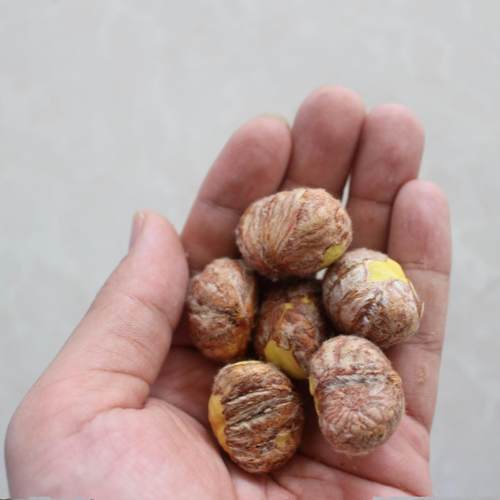 怀柔栗子仁，下单后开始播，去壳栗子