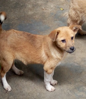 【 非卖品 仅供展示 无活体出售】B20-04蛋糕