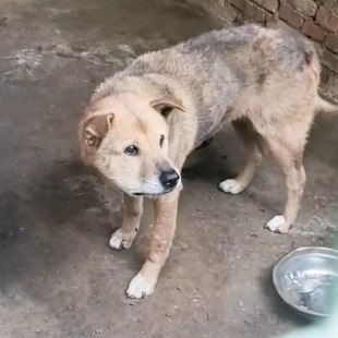 B34大老黄 无活体出售 仅供展示 勿拍 非卖品