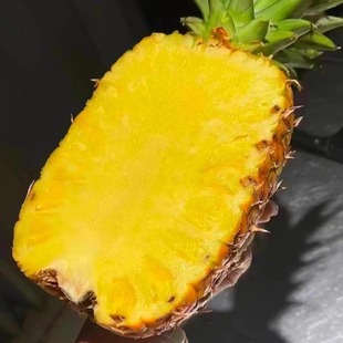 进口菲律宾sw蜂蜜凤梨新鲜水果黑钻凤梨精选大果树上熟金菠萝甜蜜