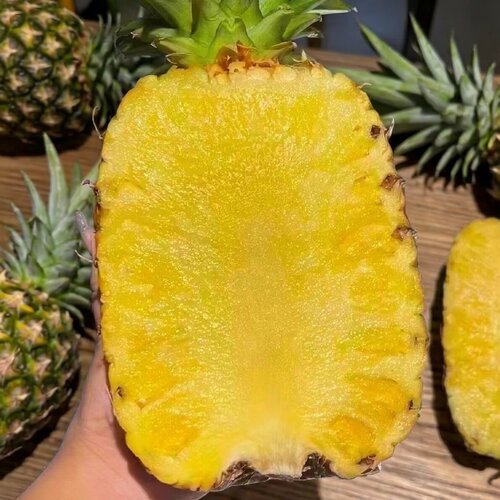 菲律宾进口树上熟蜂蜜凤梨2颗