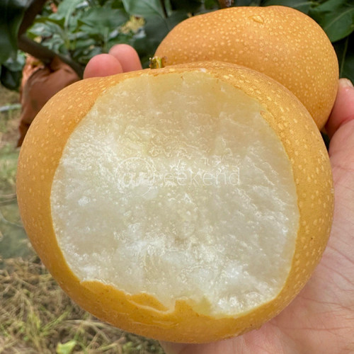 秋月梨脆甜多汁顺丰包邮