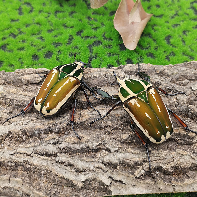 乌干达花金龟幼虫经典南瓜色成虫交配后代颜色绚丽科普甲虫宠物