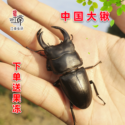 中国大锹甲虫活体科普昆虫套餐