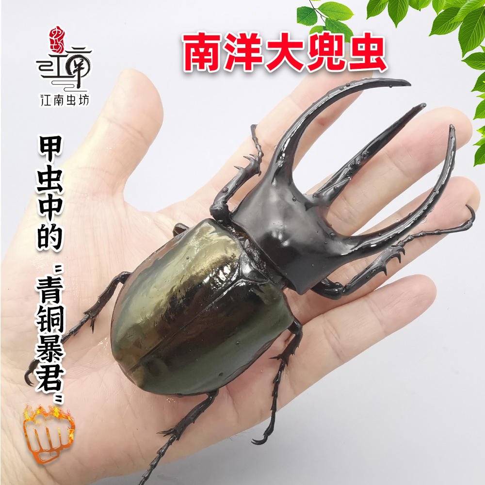 超大甲虫南洋大兜虫爬宠活体科普