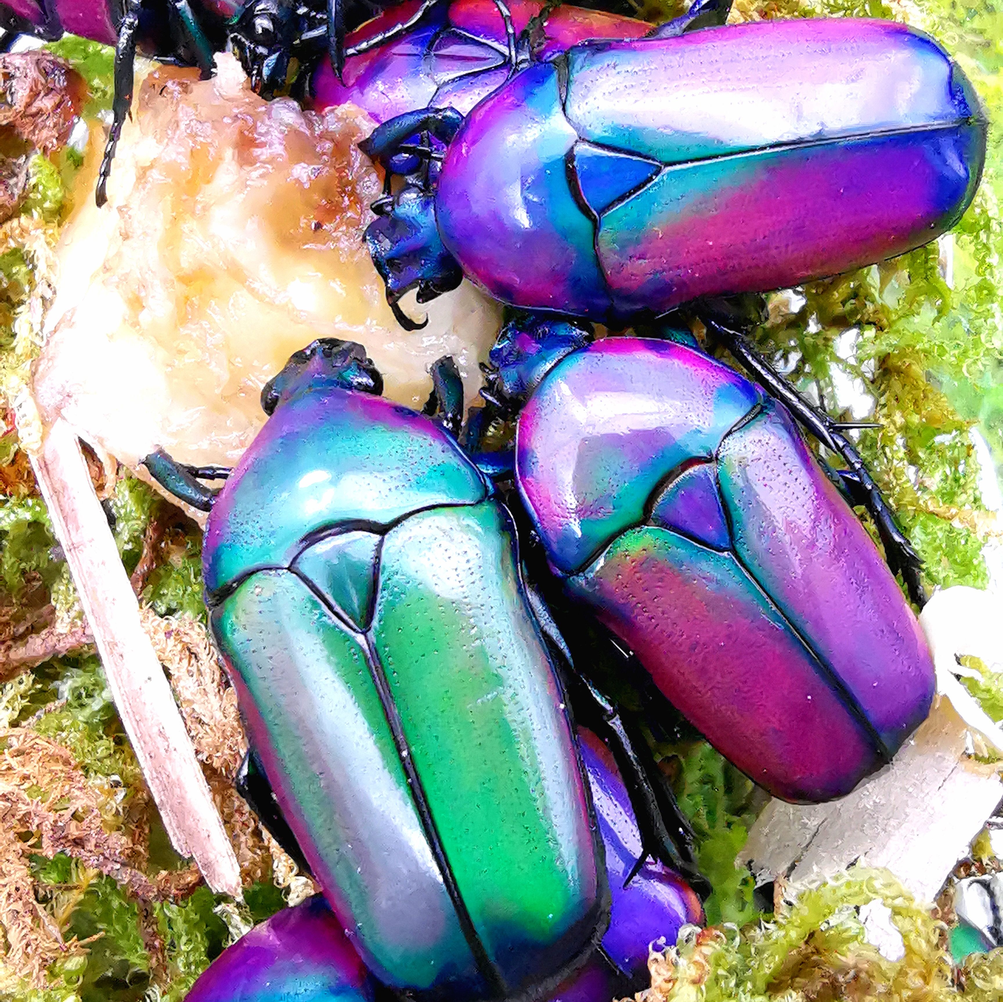 非洲阔花金龟成虫活体桌面宠物甲虫独角仙非阔花金龟饲养套餐幼虫