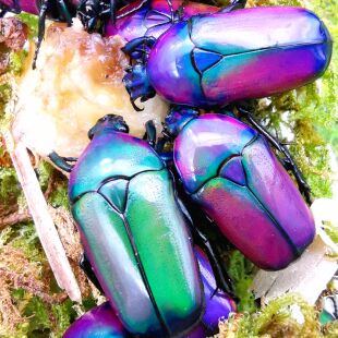 非洲阔花金龟成虫活体桌面宠物甲虫独角仙非阔花金龟饲养套餐幼虫