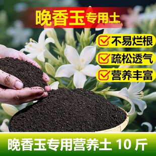 晚香玉专用土料花盆栽花苗种球种植花肥专用土营养土喷剂种植家用