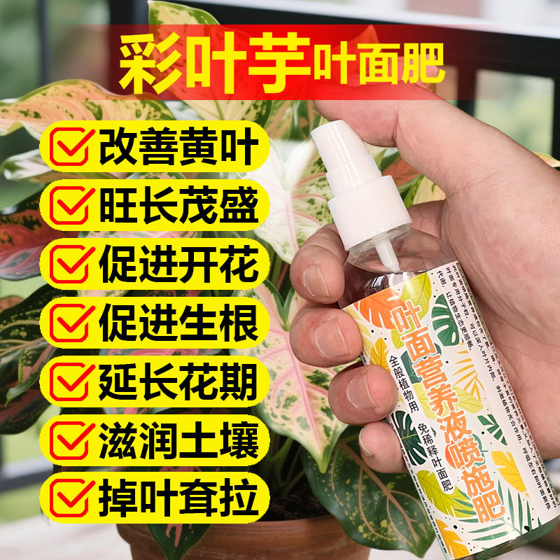 彩叶芋专用肥料营养液叶面肥叶子焦尖倒伏干枯萎蔫发软黑斑化肥料