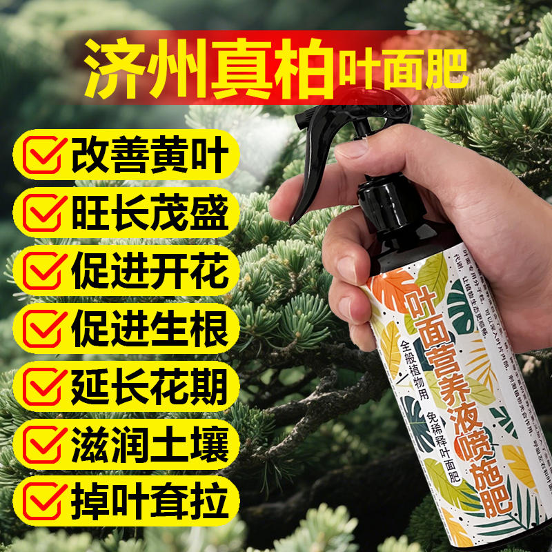 济州真柏专用肥料树苗盆景土壤营养液氮磷钾旺长翠绿长新叶面肥料