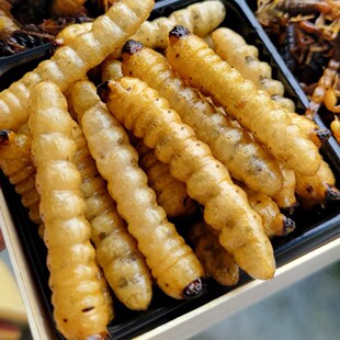 云南百虫宴昆虫子美食 油炸斗米虫 云实树柴虫 开袋即食 五十只