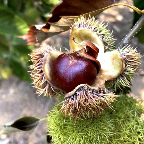 沂蒙山新鲜板栗刺球油栗粉糯香甜