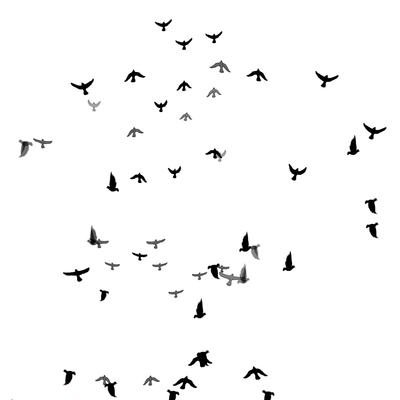 树林里受惊飞起的大群飞鸟flash动画源文件