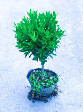 黄杨书房茶室客厅美观趣味提神